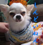 ぷりんご2 204.jpg