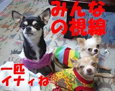 ぷりんご2 259.jpg