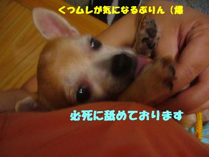 ぷりんご 179.jpg