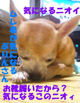 ぷりんご 185.jpg