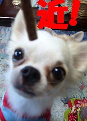 ぷりんご2 267.jpg