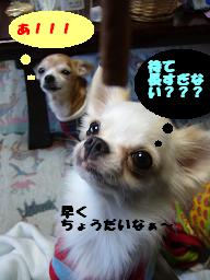 ぷりんご2 269.jpg