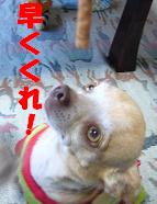 ぷりんご2 272.jpg