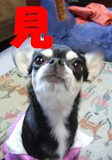 ぷりんご2 270.jpg