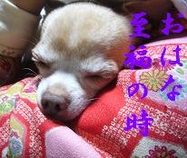 ぷりんご2 224.jpg