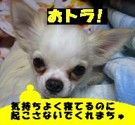 ぷりんご2 227.jpg