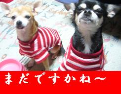 ぷりんご3 887.jpg