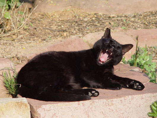 800px-Black_cat_yawning.jpg