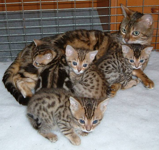 ベンガル (bengal) | ねこぶろ - 楽天ブログ ベンガル (bengal) | ねこぶろ - 楽天ブログ