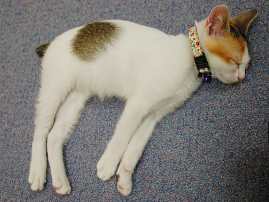 日本の猫さん ジャパニーズボブテイル Japanesebobtail ねこぶろ 楽天ブログ