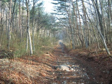 茅ヶ岳林道