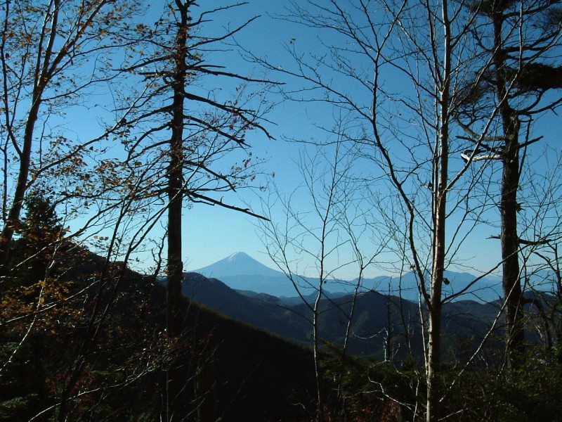 樹間からの富士