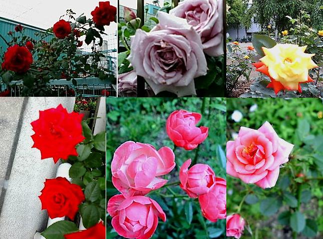 バラ.JPG