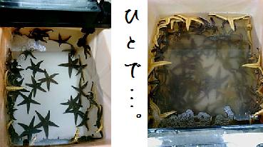 ヒトデ.JPG