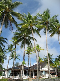 パラオの青い空とヤシの木♪