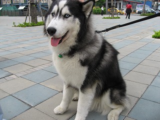 台湾のシベリアンハスキー♪