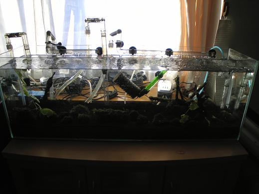90センチ水槽.JPG