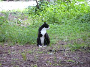 ねこ