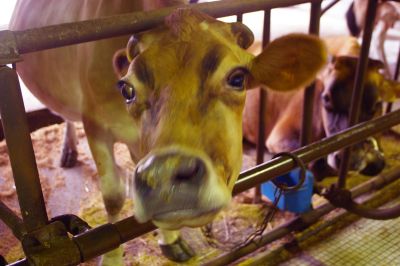 おまえ撮るんじゃない！