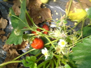 strawberry