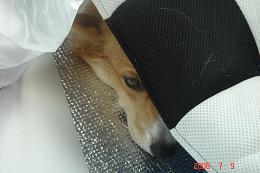 疲れたＮＡＮＡ