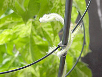 アサガオのツル