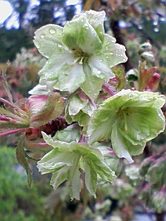 緑の桜－『御衣黄』