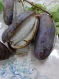 akebi
