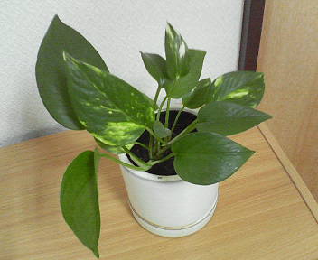 ポトス　植え替え前