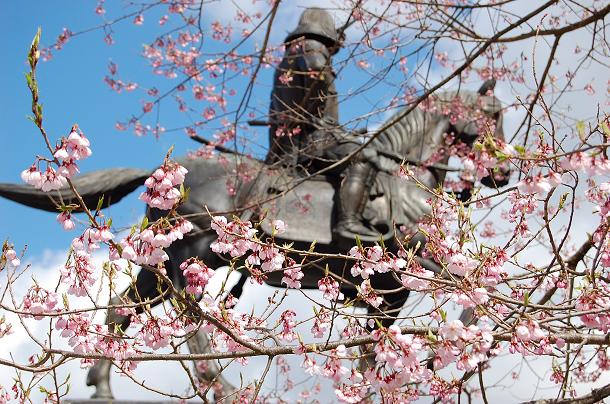 桜と伊達政宗像