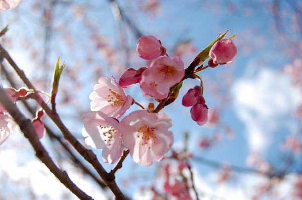 桜