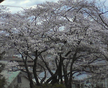 桜満開