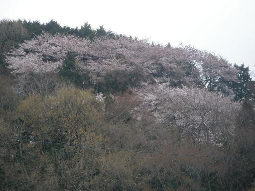 山に咲く桜