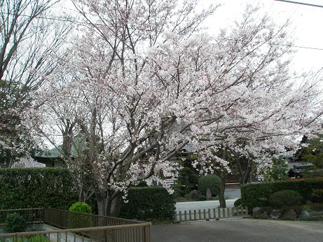 お寺の桜