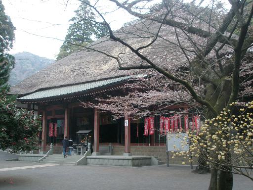 日向薬師と桜