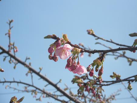 河津桜かな？