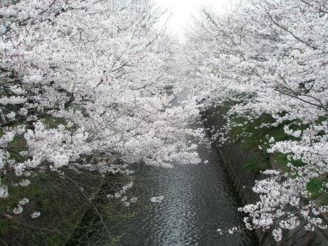 川には桜です