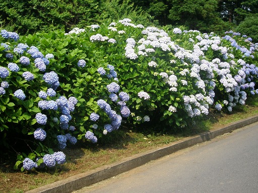 紫陽花咲く道。