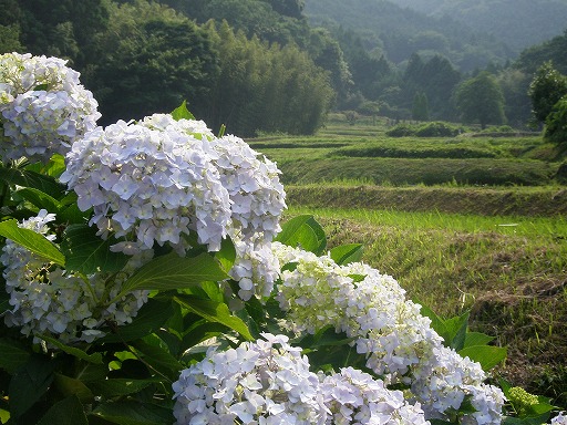 里山の紫陽花