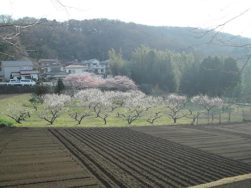 桜と梅の競演