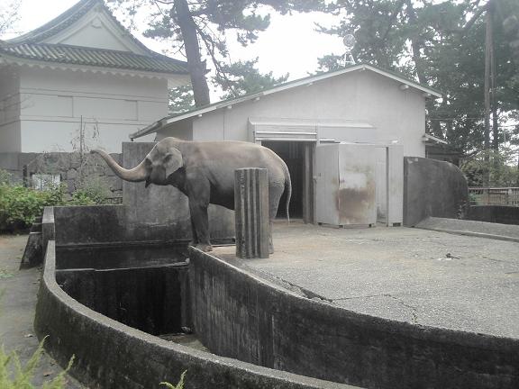 象だぞう