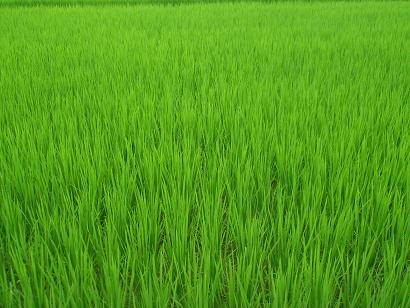 田園風景、ホッとします。