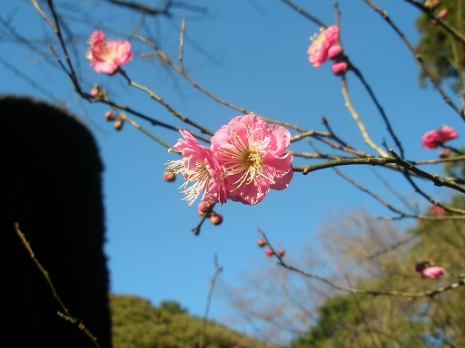 梅の花