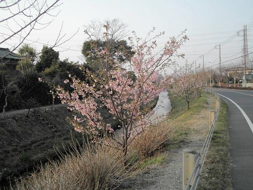 渋田川の桜