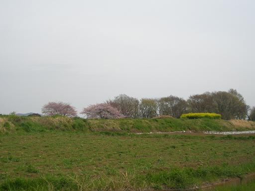 丘に咲く桜