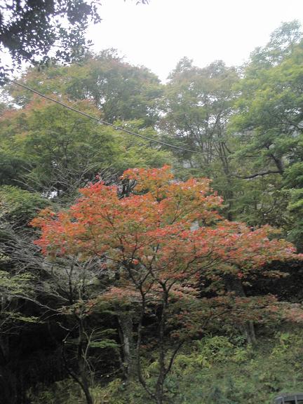 紅葉