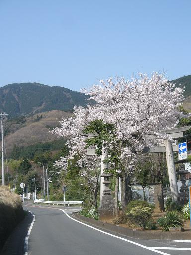 鳥居も桜