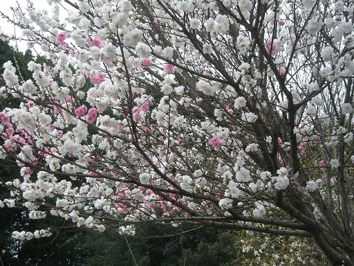 八重桜かな？