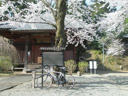 大日堂の桜