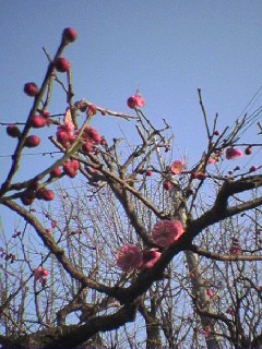 自宅の梅の花